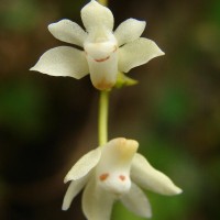 Thrixspermum pulchellum (Thwaites) Schltr.